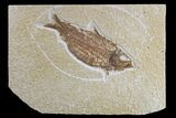 Detailed Fossil Fish (Knightia) - Wyoming #165779-1